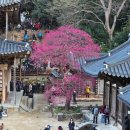 화엄사1로 이미지