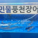 바다장어산꼼장어 이미지