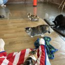 냥이시대 이미지