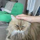 기응세선생묘 | 고양이 관절염 솔렌시아주사 후기