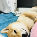 퍼플비