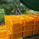 귤림추색 이미지