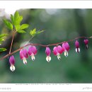 금낭화(Dicentra spectabilis) 이미지