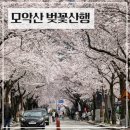 모악산도립공원 | 모악산 벚꽃 등산코스 추천 | 대원사 최단코스 우중산행 (+모악산관광단지)