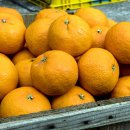 홍진농장 이미지