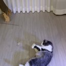 수리야 놀자 이미지