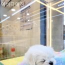 에바다애견 이미지