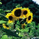sun바라기