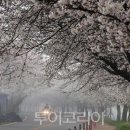 서면마을 투어코리아