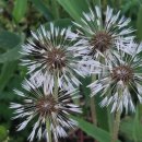 시전경로당 이미지