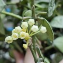 정원수퍼 이미지