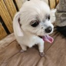 미미 펫 그루밍 이미지