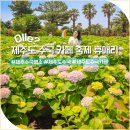 강북중(남편)사계절 어린이 공원 | 제주 휴애리 수국축제, 6월 제주도 여행의 정점! 가볼만한곳 개화시기 꿀팁