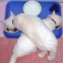 떡.보 이미지
