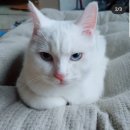 허스키의 고양이육아일기 2탄! 이미지