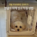 하나켄넬 | [내돈내산] 강아지 켄넬 추천 | 분리불안 완화에 좋은 릿첼 접이식 켄넬 M 후기