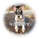 비오삼공펜션그리고스튜디오 | [안면도 1박2일] 애견동반여행 _ 슈크림남매랑 떠나요 :D