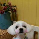 바둑이 이발소 이미지