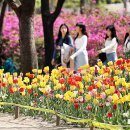 튤립 이미지