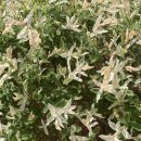 살아있는 글쓰기 이미지