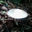 무등산버섯 이미지