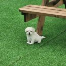 견인지역 애견운동장 유치원 김포점 이미지