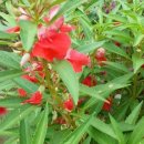 잭과 사과나무 이미지