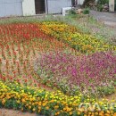 안강4리 이미지