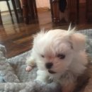 愛nimal(애니멀) 이미지