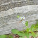 덕동산 근린공원 명법사 | 평택 덕동산근린공원 야생화동산, 맹꽁이 연못, 명법사 봄나들이 / 경기도 평택 가볼만한 곳