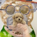 제주 애견 아가야 이미지