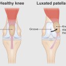 하남동물병원 | 편측슬개골탈구 수술후기 [미사숲동물의료센터/ 미사동물병원/ 하남동물병원]