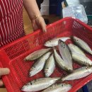 대호수산 | [노량진 수산시장] 추석 온누리상품권 환급 후기, 전어, 광어, 생새우 후기 (대호수산, 태양수산, 환급...