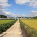 신사리 선돌 이미지