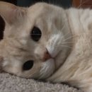 익서스