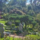 파인트리하우스 | 계양아라마루 근처 넓은정원카페 파인트리하우스 초록의 계절 사진 가득(9월 방문&gt;.&lt;)