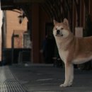 하치이야기 이미지