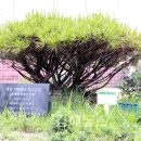 김해합성초등학교 이미지