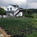 은대리 쉼나루 이미지