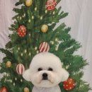 황실 애견미용 살롱 이미지