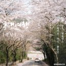 남해-143 | 경남 벚꽃 명소 여긴 첨볼껄?! 남해 벚꽃 드라이브 숨은스팟 공개