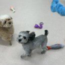 개와 집사의 시간 이미지