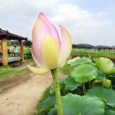 연꽃테마파크 이미지