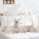 댕댕 하우스 이미지