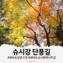 대마도 단풍구경 슈시강 단풍길 (슈시편백나무길)