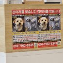 브로우바루이