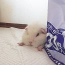 스타트포인트 이미지