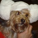 명품애견 이미지