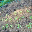 소나무가든민박 이미지