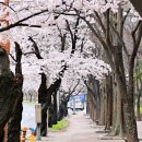 두류공원로 이미지